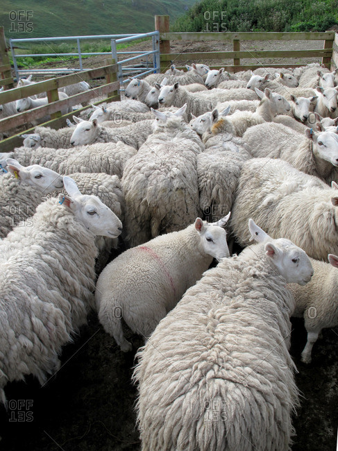 Herd of sheep read to be sheared
