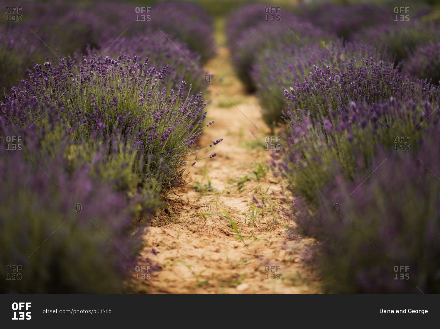 Rows of lavender plants