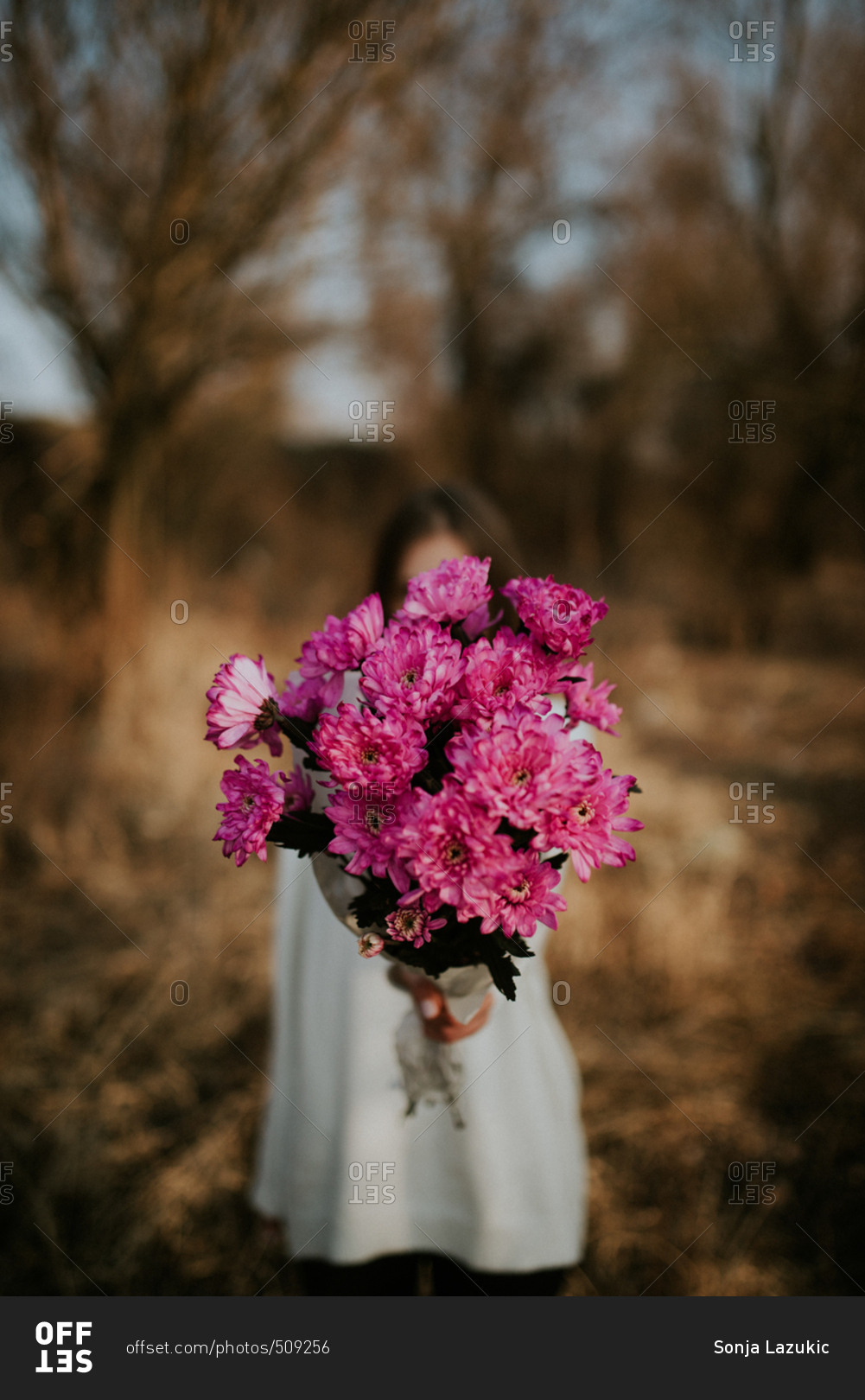 Close up of pink flowers behind held by a woman