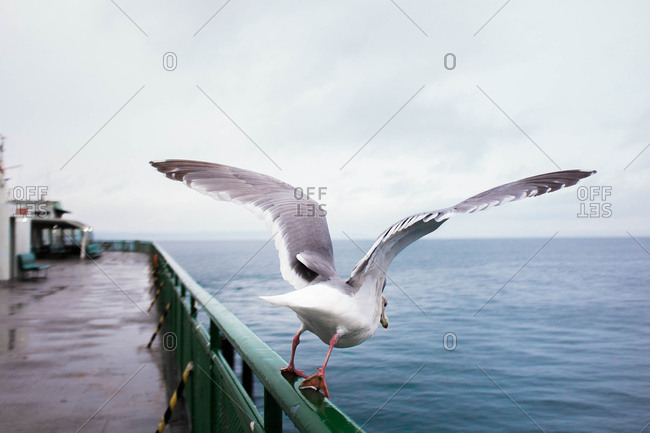 Seagull with wings spread about to take off in flight from railing on ferry in Puget Sound