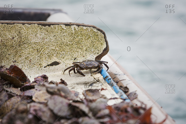 Traditional Sustainable Oyster Fishing Small dark shelled crab among shells