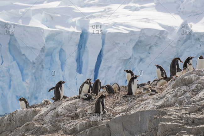 Gentoo penguins in front of a calving glacier at Neko Harbor, Antarctica