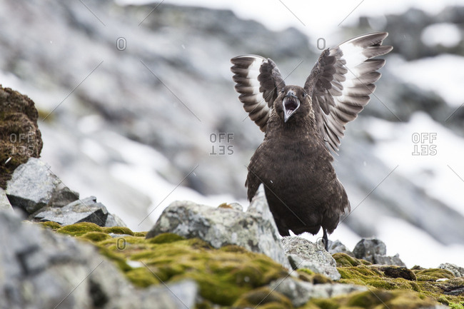 An adult skua on Cuverville Island, Antarctica