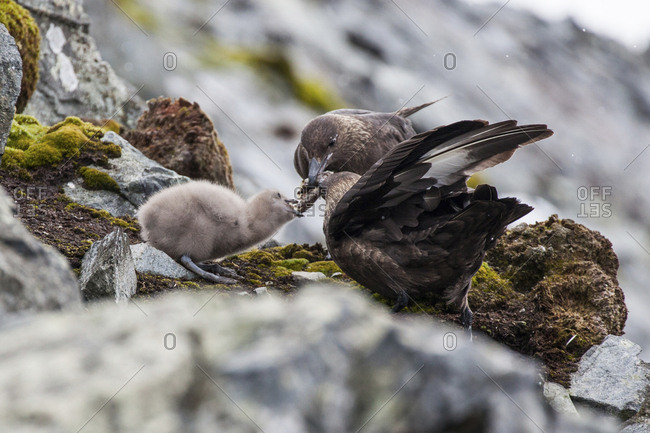Two skuas feed their chick on Cuverville Island, Antarctica