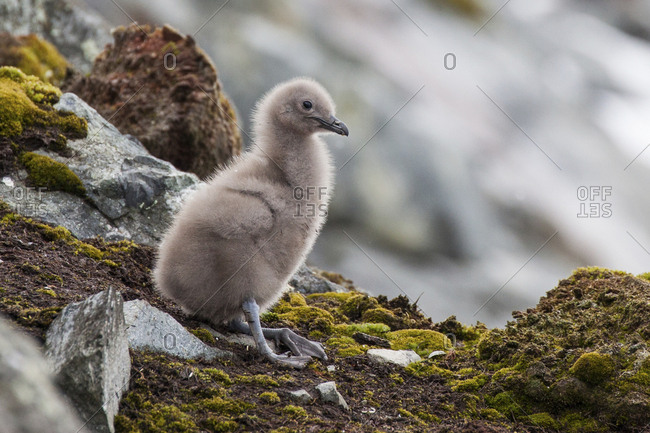 A skua chick on Cuverville Island, Antarctica