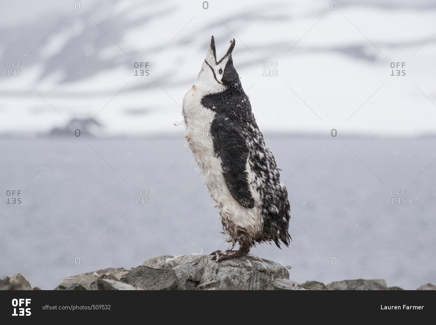 A molting chinstrap penguin at Half Moon Island in the South Shetland Islands