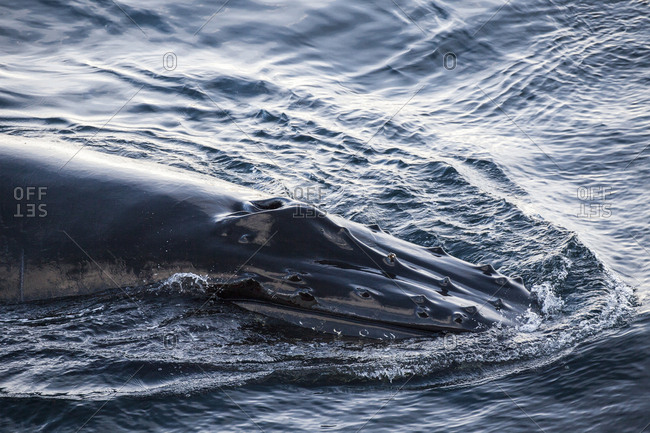 A humpback whale sounds in the Gerlache Strait, Antarctica