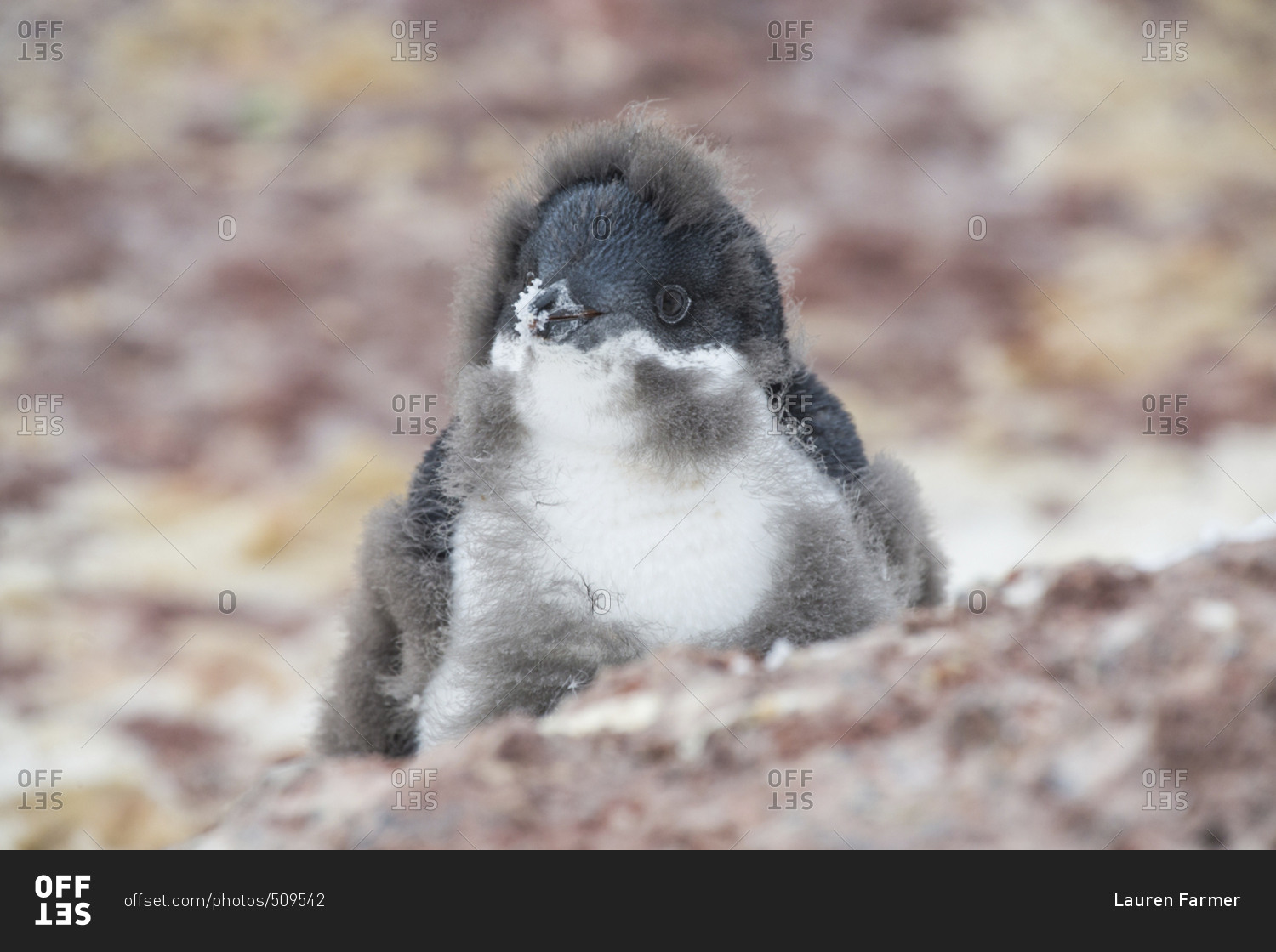 An adelie penguin chick caught in the awkward molting stage, Antarctica