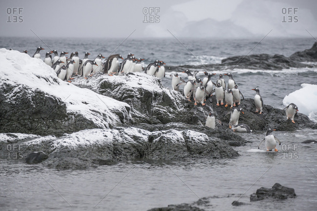 Dozens of Gentoo penguins return to Gourdin Island after a feeding at sea, Antarctica