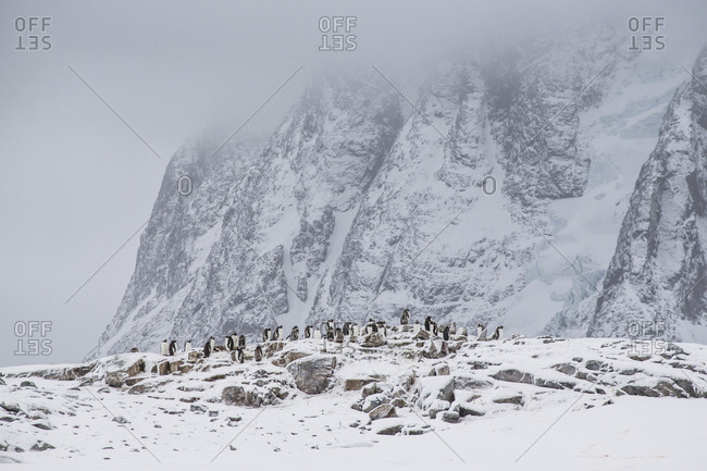 Gentoo penguins take in the view on Petermann Island, Antarctica