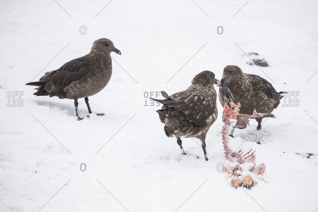 Skuas tear apart the carcass of a penguin at Gourdin Island, Antarctica