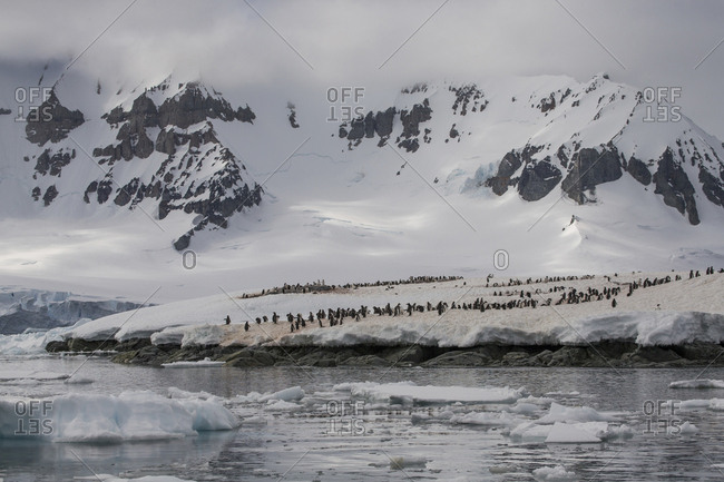 A Gentoo penguin colony on Cuverville Island, Antarctica