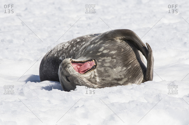 A yawning, young Weddell seal at Michelson Harbor, Antarctica