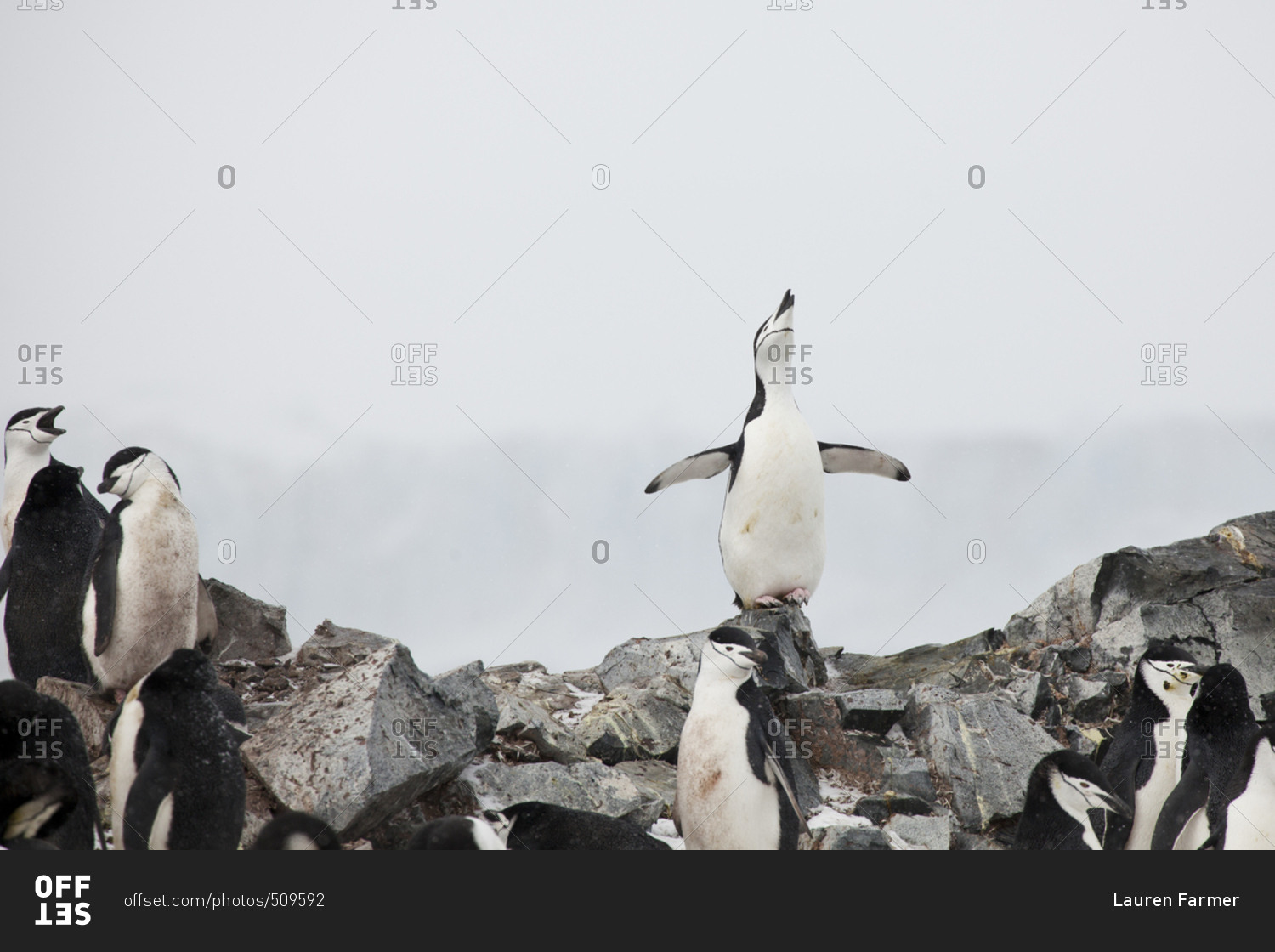 A chinstrap penguin displaying at a colony on Half Moon Island, South Shetland Islands