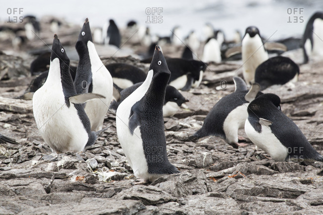 Adelie penguins on Coronation Island in the remote South Orkney Islands