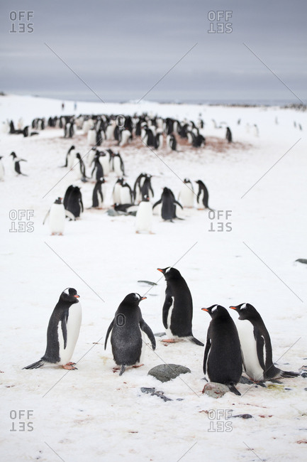 Gentoo penguin colony at Yankee Harbor, South Shetland Islands