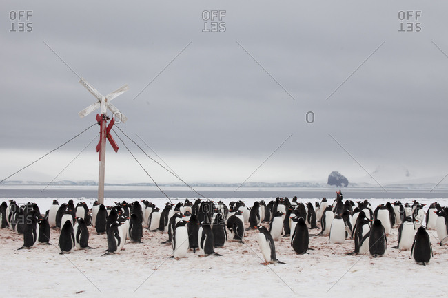 Gentoo penguin colony at Yankee Harbor, South Shetland Islands