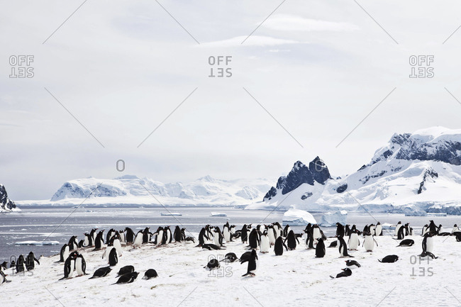 Gentoo penguin colony on Danco Island, Antarctica