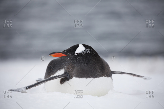 A Gentoo penguin in a blizzard at Damoy Point, Antarctica