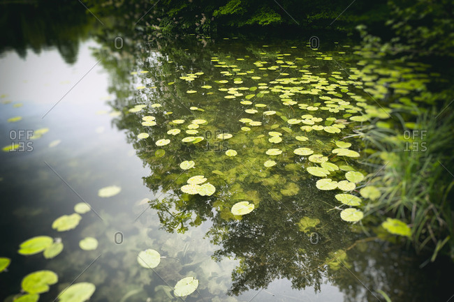Pond lake water lily lotus leaf leaves floating