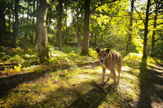Dog pet stick obedient waiting looking fun playing