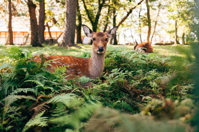The female deer figurine placed in the park.