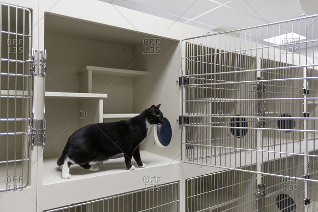 Cat sitting in open cage in animal shelter