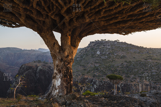 Dragon's blood trees growing in arid landscape