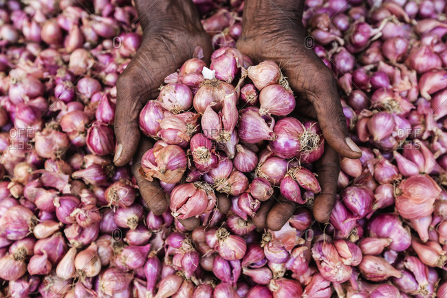 Close up of woman\'s hands cupping shallots