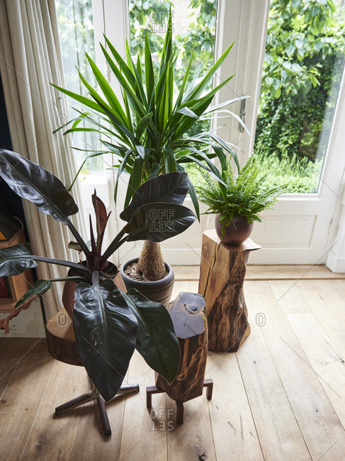 Indoor potted plants on small tables made from reclaimed wood