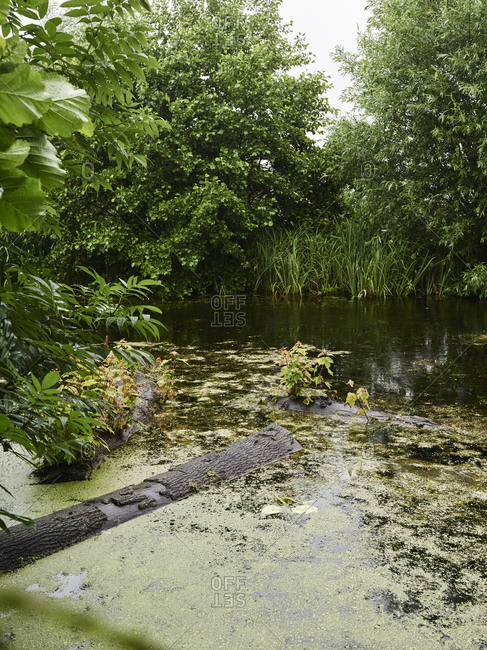 Shallow waterway with logs soaking in it