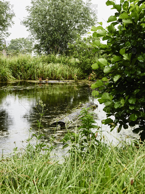 Shallow waterway with wood soaking in it