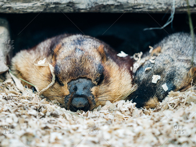 Close up of a marmot