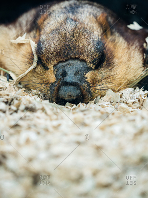 Close up of a marmot