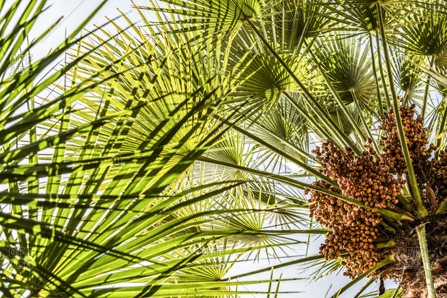 fan palm stock photos - OFFSET