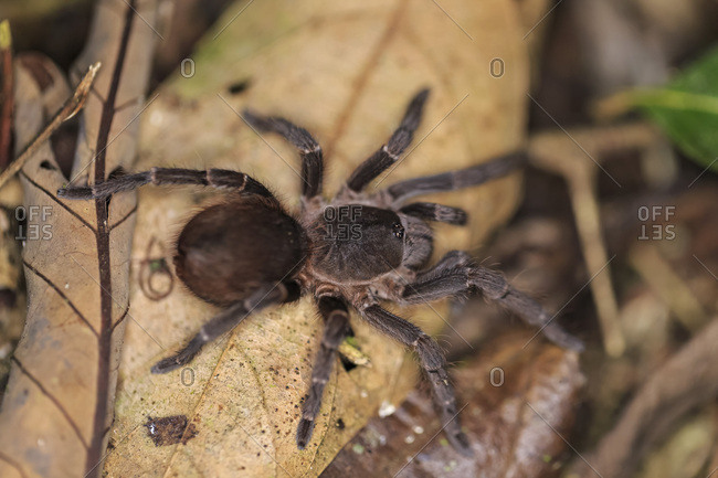 Peru- Manu National Park- Peruvian tarantula