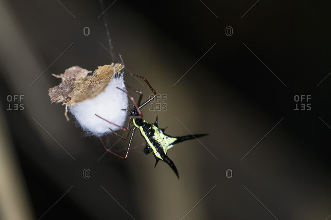 Peru- Manu National Park- Thorn orb weaver