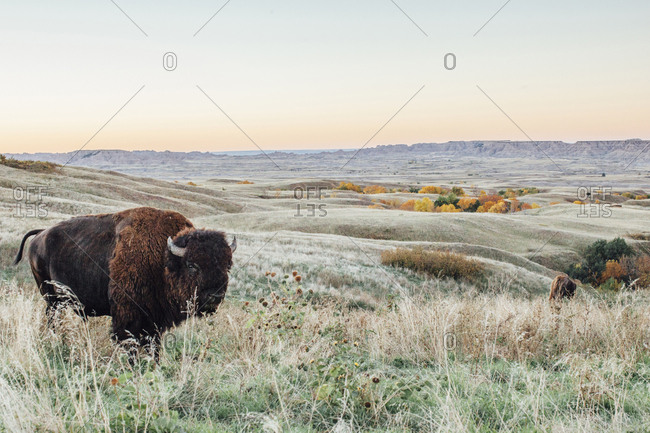 American bison standing on field against clear sky