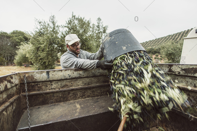 Spain- man throwing harvested black olives into trailer