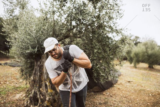 Spain- man pulling net in olive grove