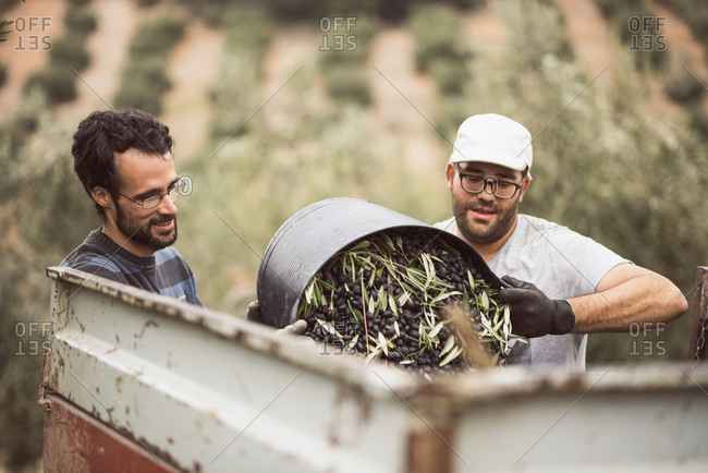 Spain- two men throwing harvested black olives into trailer