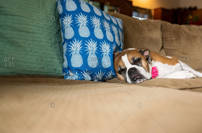 Dog napping on a couch