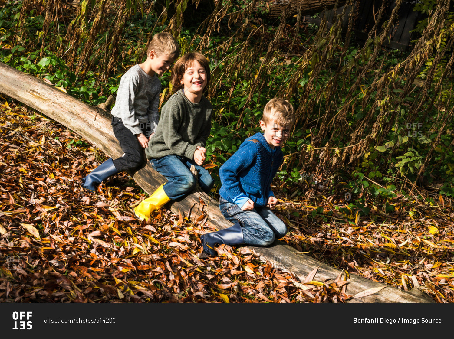 Three boys, outdoors, sitting on log, surrounded by autumn leaves