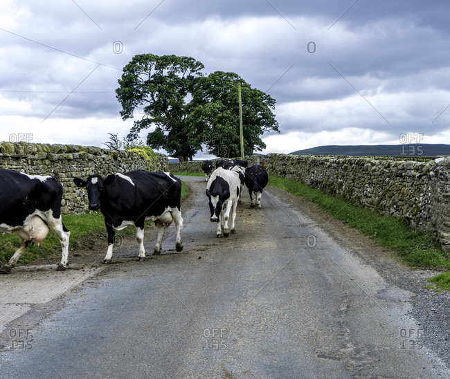 Cattle walking on country road in the Yorkshire Dales