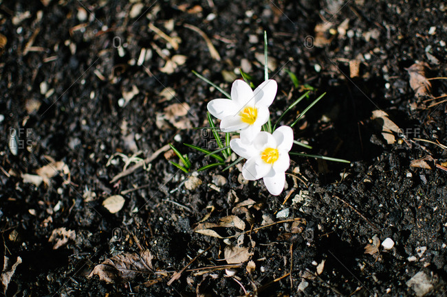 Image result for small picture of flowers coming out of the earth