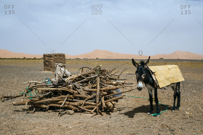 Donkey by pile of sticks in desert