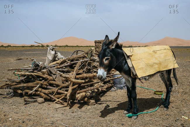 Donkey by sticks in desert