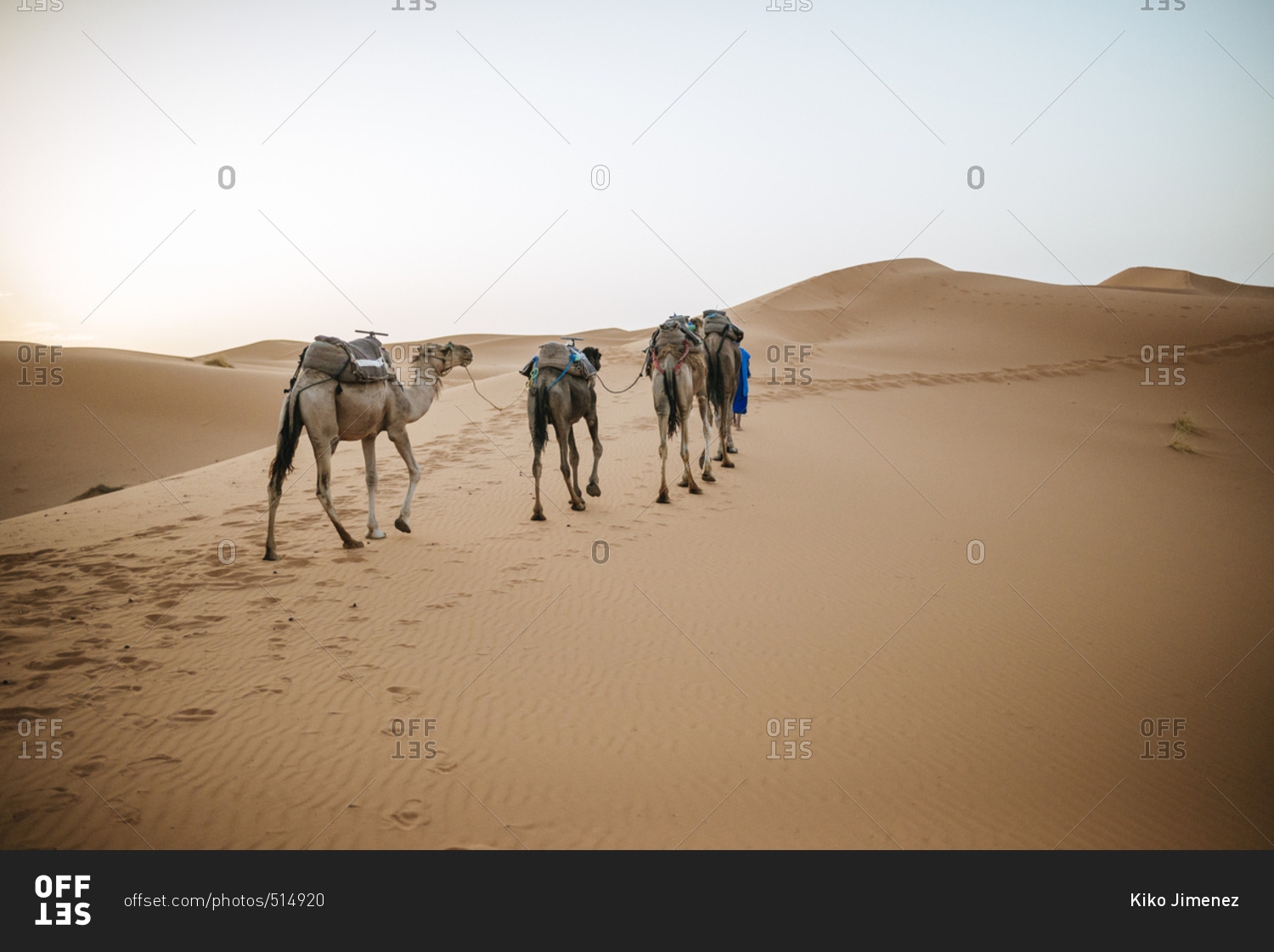 Pack camels walking in desert