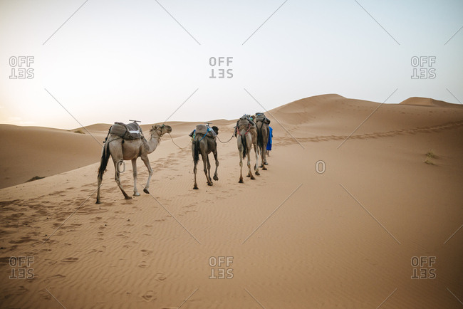 Pack camels walking in desert