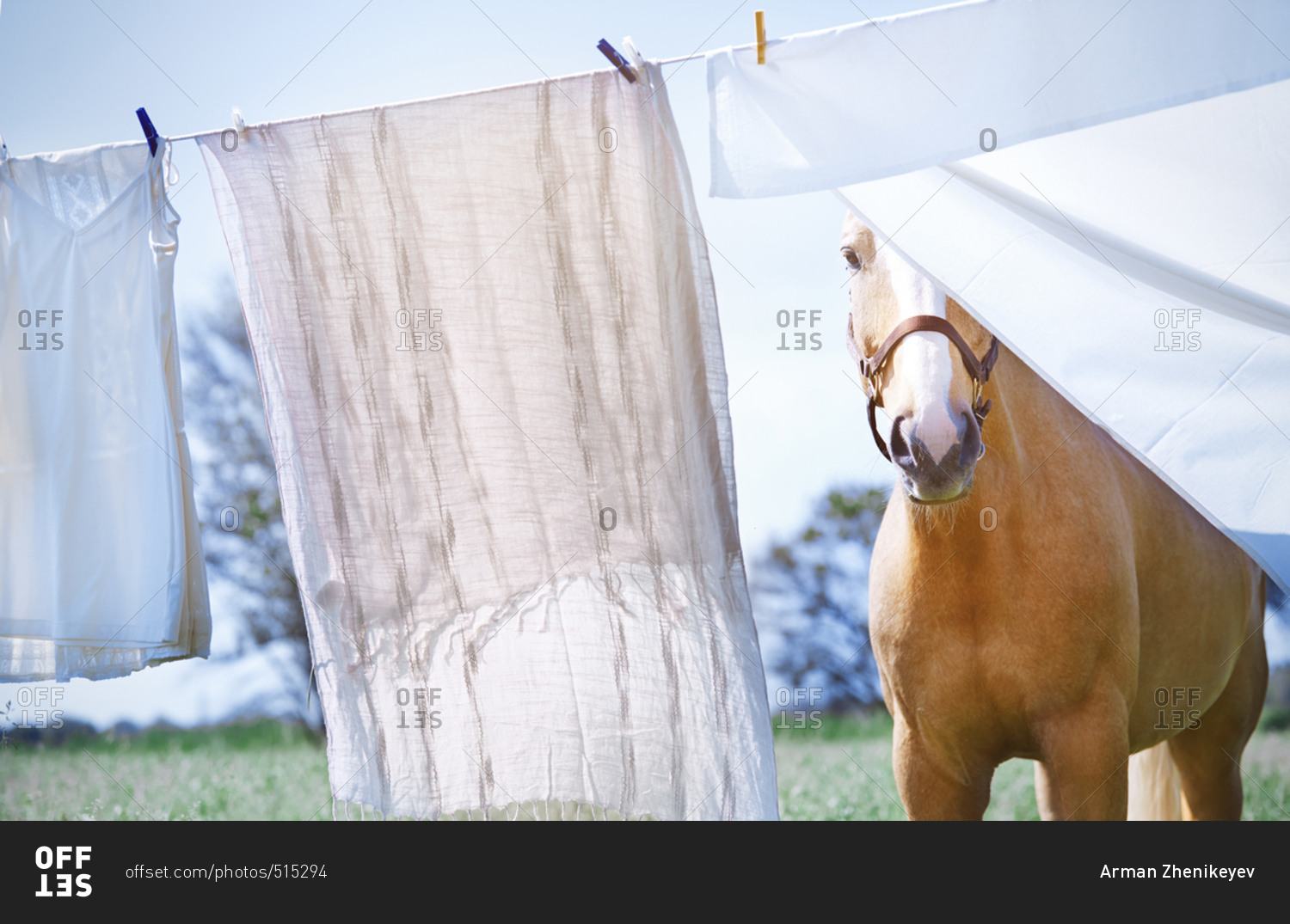 Horse standing at the clothes rope with drying linen stock photo OFFSET